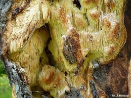 Attēlu rezultāti vaicājumam “Sarcodontia crocea”