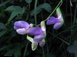Attēlu rezultāti vaicājumam “Lathyrus palustris flower”