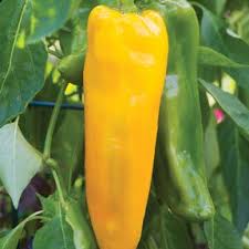 Afbeeldingsresultaat voor marconi golden sweet pepper