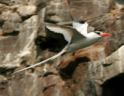 Image result for Phaethon aethereus