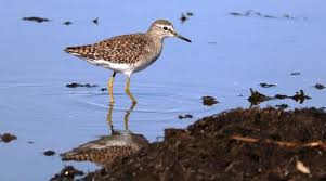 Attēlu rezultāti vaicājumam “Tringa glareola”