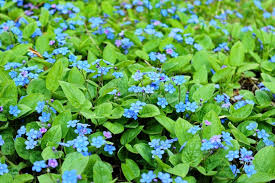 Image result for Omphalodes verna