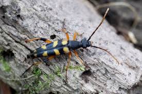 Attēlu rezultāti vaicājumam “Strangalia attenuata”