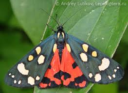 Attēlu rezultāti vaicājumam “Callimorpha dominula”