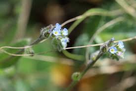 Attēlu rezultāti vaicājumam “Myosotis ramosissima flower”