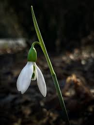 Attēlu rezultāti vaicājumam “Galanthus nivalis bud”