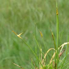 Attēlu rezultāti vaicājumam “Carex pauciflora”