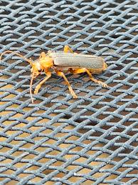 Attēlu rezultāti vaicājumam “Cantharis livida”