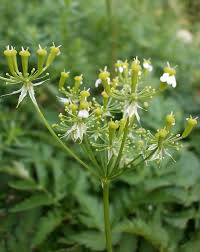 Image result for Chaerophyllum aureum