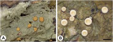 Attēlu rezultāti vaicājumam “Coenogonium pineti”
