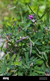 Attēlu rezultāti vaicājumam “Lathyrus vernus fruit”