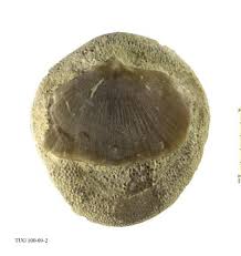 Attēlu rezultāti vaicājumam “Gortyna flavago”