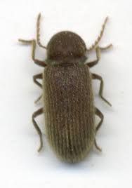 Attēlu rezultāti vaicājumam “Priobium carpini”