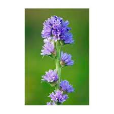 Attēlu rezultāti vaicājumam “Campanula cervicaria flower”