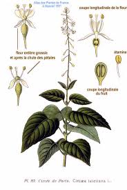 Attēlu rezultāti vaicājumam “Circaea lutetiana”