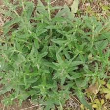 Attēlu rezultāti vaicājumam “Echium vulgare bud”