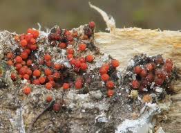 Attēlu rezultāti vaicājumam “Neonectria fuckeliana”