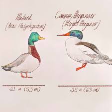 Attēlu rezultāti vaicājumam “Mergus merganser”