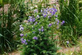 Attēlu rezultāti vaicājumam “Polemonium caeruleum”