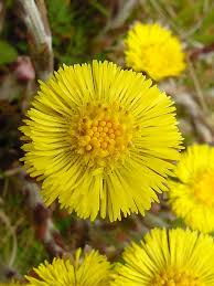 Attēlu rezultāti vaicājumam “Tussilago farfara flower”