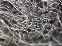 Attēlu rezultāti vaicājumam “Bryoria capillaris”