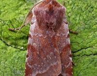 Attēlu rezultāti vaicājumam “Cerastis rubricosa”