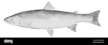 Image result for Oncorhynchus clarkii