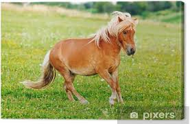 Attēlu rezultāti vaicājumam “Equus ferus caballus”