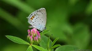 Attēlu rezultāti vaicājumam “Everes argiades”