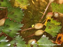 Attēlu rezultāti vaicājumam “Trapa natans leaf”