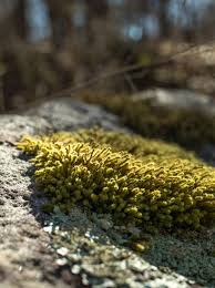Attēlu rezultāti vaicājumam “Hedwigia ciliata sporophyte”