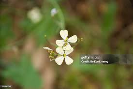 Attēlu rezultāti vaicājumam “Raphanus raphanistrum flower”