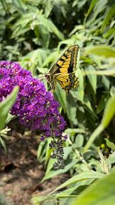 Attēlu rezultāti vaicājumam “Issoria lathonia underside”