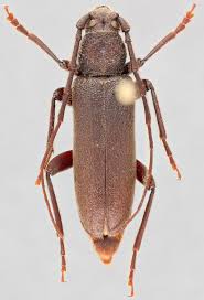 Attēlu rezultāti vaicājumam “Criocephalus rusticus”