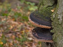 Attēlu rezultāti vaicājumam “Phellinus alni”