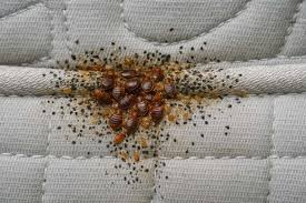 Image result for bed bugs