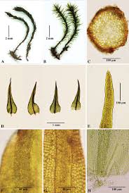 Attēlu rezultāti vaicājumam “Didymodon tophaceus”