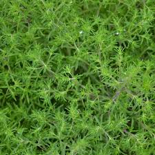 Image result for Satureja hortensis