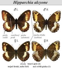 Attēlu rezultāti vaicājumam “Hipparchia alcyone”