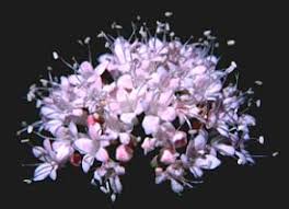 Attēlu rezultāti vaicājumam “Valerianaceae”