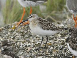 Attēlu rezultāti vaicājumam “Calidris ferruginea”
