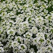 Image result for Alyssum diffusum