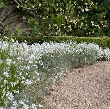 Attēlu rezultāti vaicājumam “Cerastium tomentosum flower”