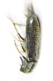 Attēlu rezultāti vaicājumam “Dasytes caeruleus”