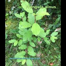 Attēlu rezultāti vaicājumam “Frangula alnus leaf”