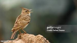 Attēlu rezultāti vaicājumam “Galerida cristata”