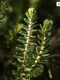 Attēlu rezultāti vaicājumam “Erica tetralix leaf”