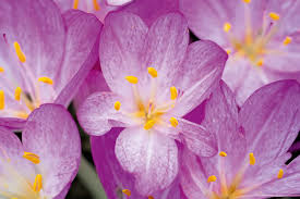 Attēlu rezultāti vaicājumam “Colchicum autumnale flower”