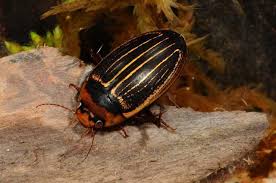 Attēlu rezultāti vaicājumam “Hydaticus transversalis”