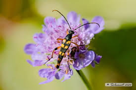 Attēlu rezultāti vaicājumam “Strangalia attenuata”